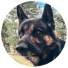 Picture of Moose Norris